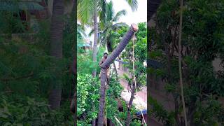 8610339350 tree cutter Suyambu  coconut tree cutter in Tamilnadu  Chennai tree cutter [upl. by Gilberte]