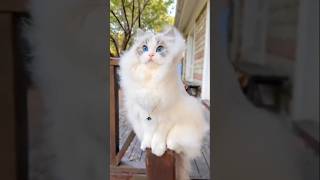 Biliyain boliyan ankhain ❤️😍😘🥰🤗 viralshort shortfeed youtubeshorts viralchannels catlover [upl. by Giaimo]