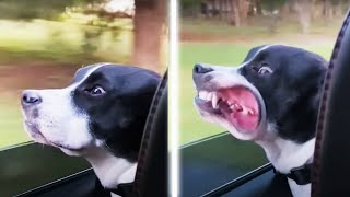 These Funny Cats And Dogs Will Make Your Day 🐶😂AFV 2022 [upl. by Nireil]