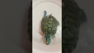 Your lugubrious turtle ballet turtlemoments turtlejoy turtlecomfort [upl. by Orlov]