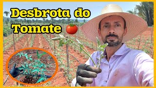 Desbrota do tomate determinado meia estaca [upl. by Farica592]