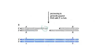 Lecture 3 Homologous recombination protein machines in E coli [upl. by Flinn161]