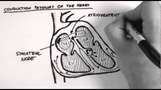 Conduction Pathway of the Heart [upl. by Henarat783]