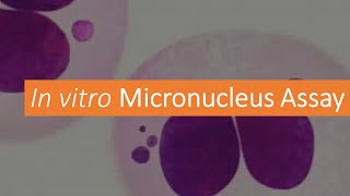 G T 10 What is Micro nucleus Assay Genera Toxicology Module 10 [upl. by Ahsiket752]