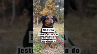 MAINKA  jest gotowa do pokochania i adoptowania  czytaj opis  pies adoptme wolontariat dog [upl. by Bussy]