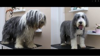 DOG GROOMING  How to Groom a Bearded Collie [upl. by Assetak6]