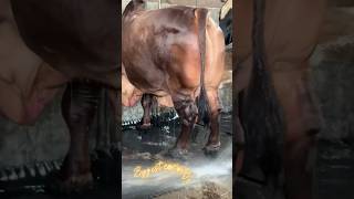 Hefty Red Sahiwal Cow Getting Showered and Cleaning Floor  Cattle Farming 2024 [upl. by Lothair629]