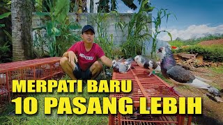 REVIEW SEMUA MERPATI PASAR [upl. by Akvir210]