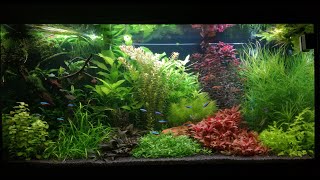 Juwel Rio 350 LED aquarium setup [upl. by Cleave554]