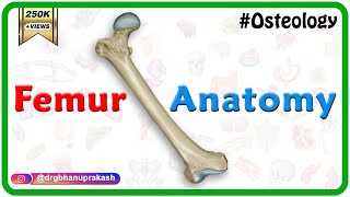 Femur Anatomy Osteology  General features  Attachments  Development anatomy MBBS usmle NMC [upl. by Eirallam345]