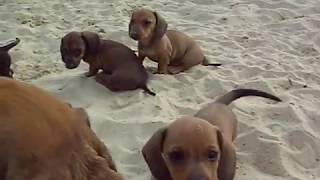 kaninchen teckel pups op het strand clip 3 [upl. by Sou]