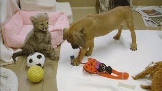 Cheetah and puppy make friends at San Diego zoo [upl. by Nedgo847]