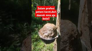 Petani karet Sumatra petanikaret kebunkaret sadapkaret nderes motivationgetahkaret [upl. by Newo749]