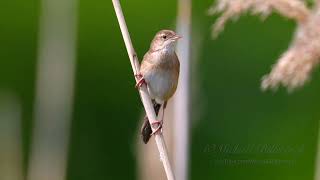 Savis Warbler Call birds birdsounds [upl. by Croner]