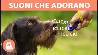 SUONI che AMANO I CANI 🐶🔊 Come reagisce il tuo CANE a questi SUONI [upl. by Dilan]