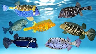 5 Different Types of Boxfish [upl. by Guild]