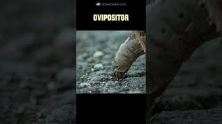 Ovipositor Mystery Adaptation [upl. by God]