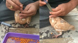 Hand feeding baby pigeon [upl. by Ayiak480]