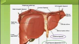 Ligaments of the Liver [upl. by Perpetua]