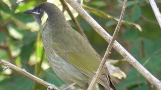 The sound of Lewins Honeyeater [upl. by Holbrooke514]