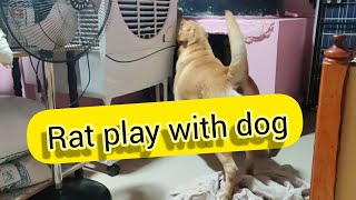 upendraganisubscribeviraldogratRat plays with Dog [upl. by Leonardo733]