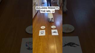 BULLDOG PREDICTS THE NRL Panthers vs Bulldogs 🐶🏉✅🔮 [upl. by Schoening]