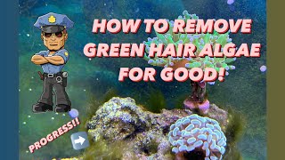 How to remove green hair algae with Phosbond Better phosguard [upl. by Ettevets946]