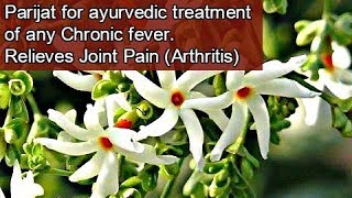 Medicinal Benefits of Parijat हरसिंगार  Miracle treatment for Arthritis Chronic Fever Eng Subs [upl. by Colton]