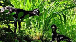 Goat Farming  Mombasa Grass 20 to 30 days harvest interval [upl. by Eceinwahs784]