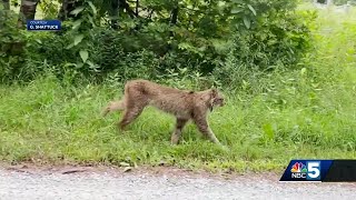 Rare Canada Lynx continues to be spotted in Vermont [upl. by Imiaj]