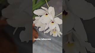 Laelia rubescens semialba [upl. by Lainey]