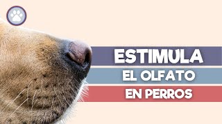 Haz que tu PERRO Aprenda olores con el OLFATO 🐶 [upl. by Anegue]