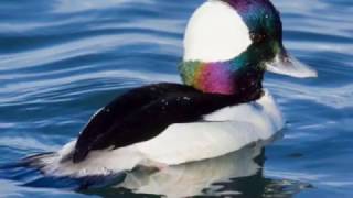 Song of the Bufflehead [upl. by Corwun]