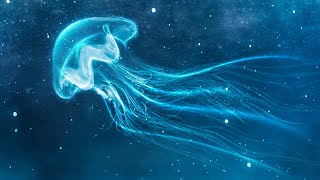 999 Hz 》Angelic Realms 》Manifest What You Desire 》Healing Frequency Jellyfish Series [upl. by Tepper]