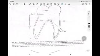 periodontology cementum مرحلة رابعة طب اسنان [upl. by Vernice]