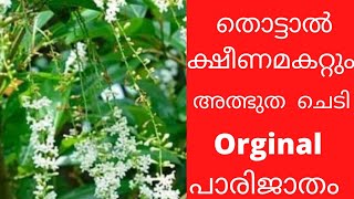 ഒർജിനൽ പാരിജാതം parijatham orginal [upl. by Ferren]