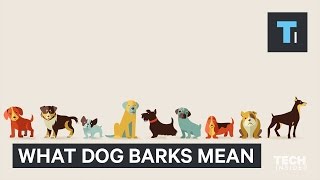 Your dog has different kinds of barks — here’s why [upl. by Iturhs205]