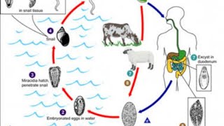 Fasciola gigantica شرح الفاشيولا جايجنتكا دنرمين خالد [upl. by Harcourt947]