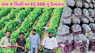 એક જ વિણી માં 42500 નું ઉત્પાદન બારડોલી  ગુલાબી રીંગણી Dharti seeds Brinja  99048 81314 [upl. by Biagi]