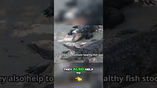 Hippos vs Crocodiles Natures Epic Rivalry Unveiled [upl. by Deeas652]