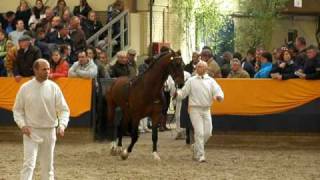 15 hengstenkeuring hackney stallion approval Ermelo 2010 [upl. by Rosenberg226]