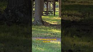 WhiteTailed Deer Odocoileus virginianus In Central Pennsylvania [upl. by Stefanac]