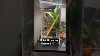 QUICK amp EASY Praying Mantis Set Up [upl. by Wilterdink]