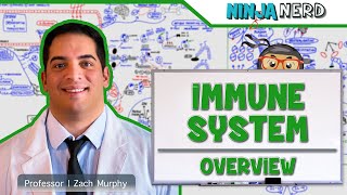 Immunology  Immune System Overview [upl. by Eimoan]