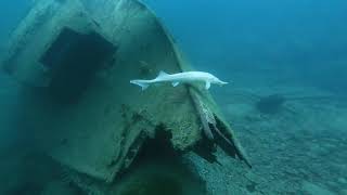 Capernwray 26 10 23 DiveWithBSAC [upl. by Eekram]