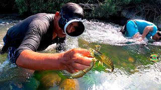 ASÍ PESCAMOS CAMARONES USANDO MACARÁ DE BUCEO EN RÍO  river prawn fishing [upl. by Herod429]