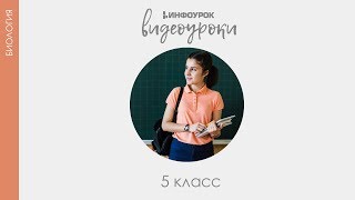 Химический состав клетки  Биология 5 класс 6  Инфоурок [upl. by Hertzfeld]