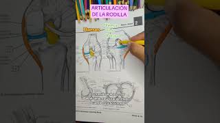 👉 Articulación de la Rodilla anatomy anatomiahumana sabiasque anatomia anatomiafacil tips [upl. by Nilkcaj502]