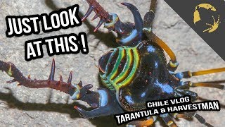 Harvestman amp Tarantulas  Sympatric Tarantula Species in Chile [upl. by Siblee]