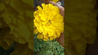 Marigold flower youtube shorts trending song [upl. by Aymer]